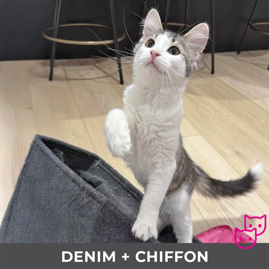 Denim (bonded with Chiffon)