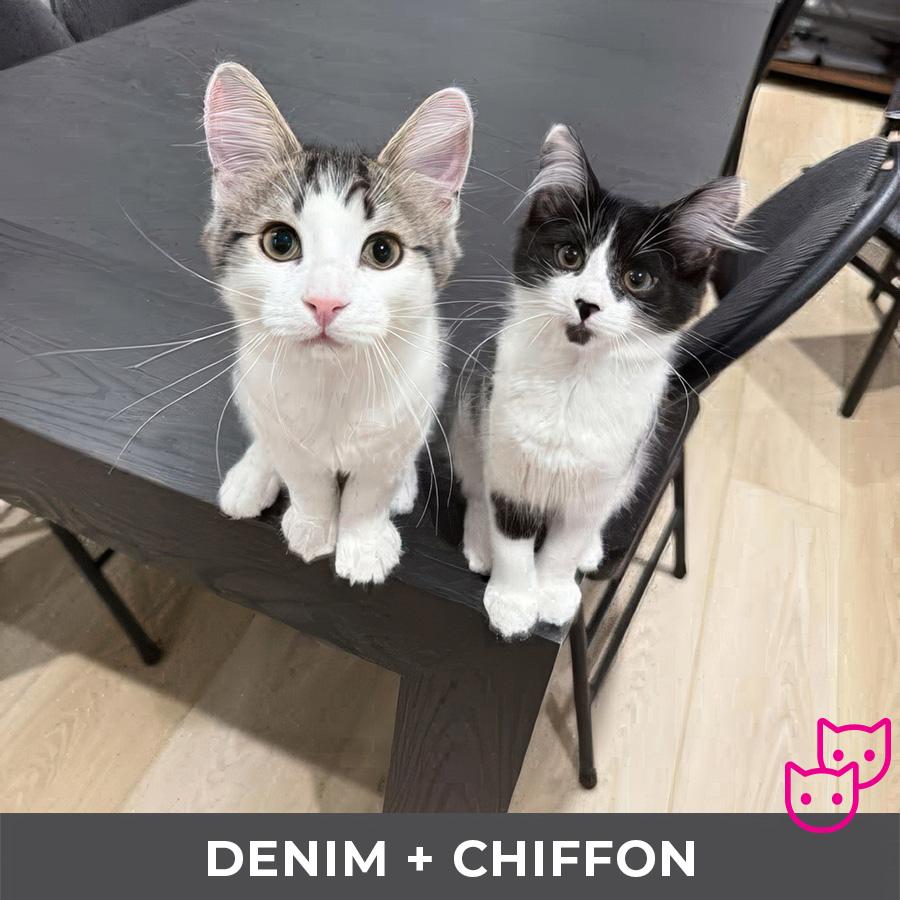 Denim (bonded with Chiffon)