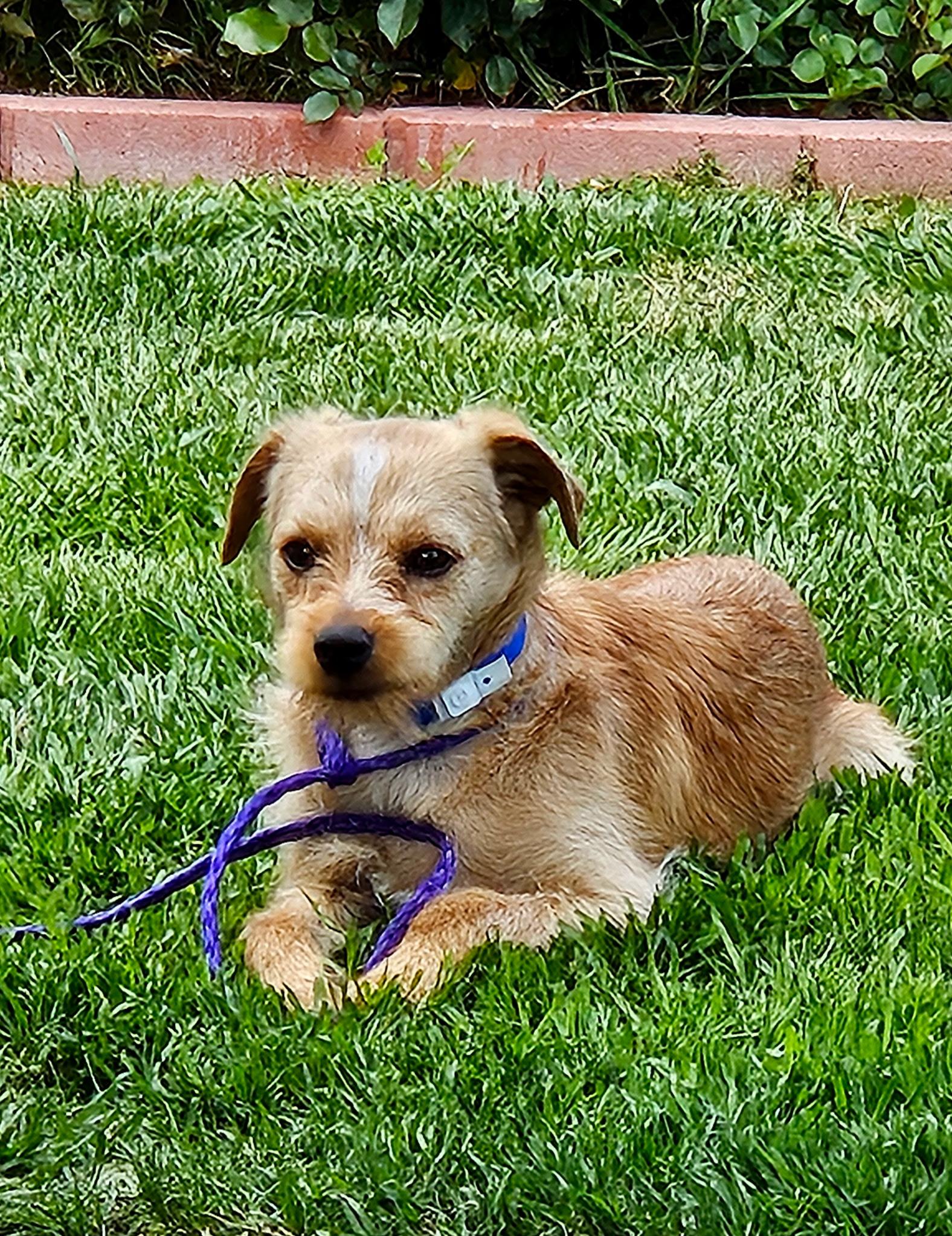 TWINKIE, Baby Male unknown