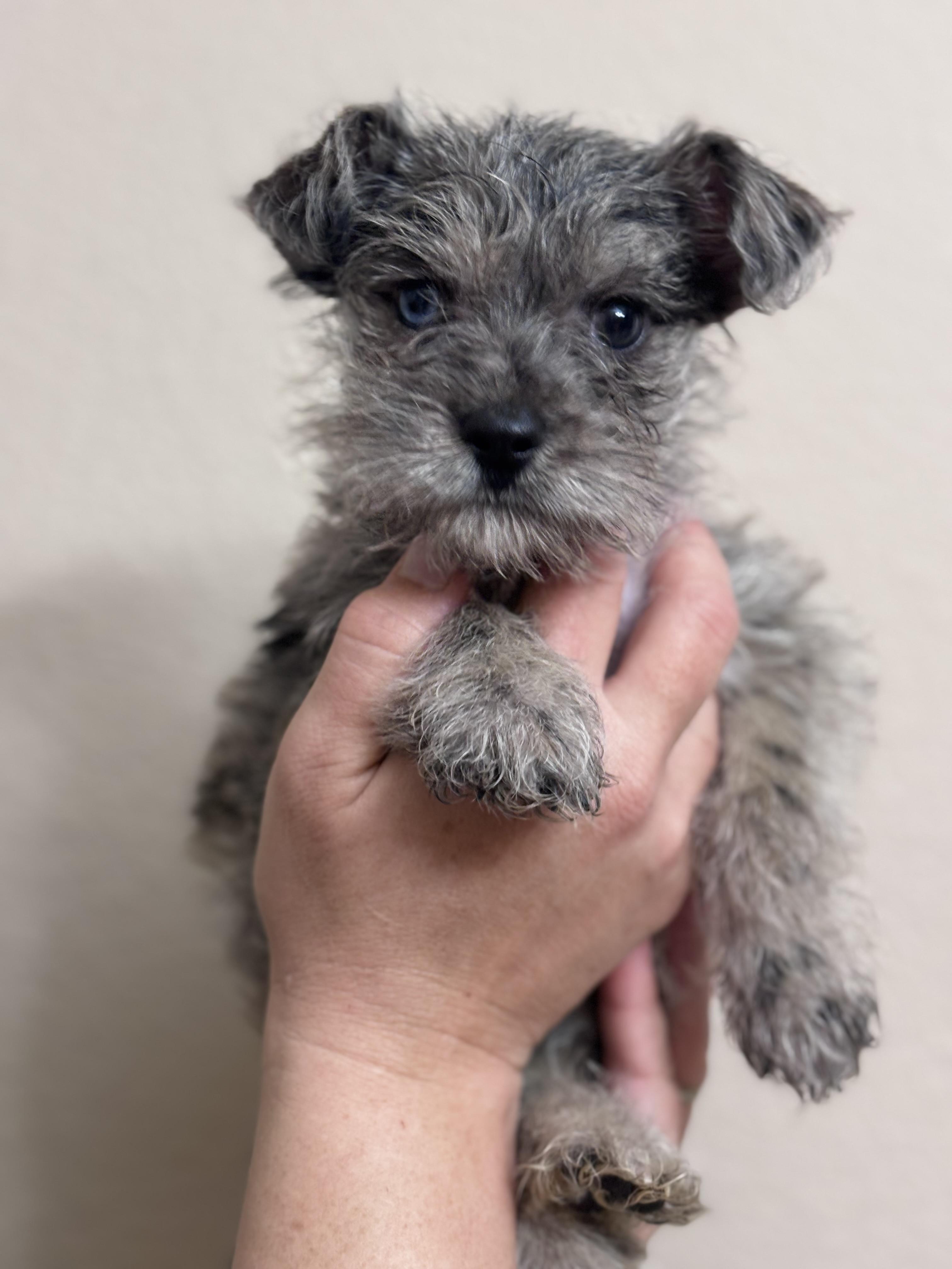 Enlarge Shortbread, an adopted mixed breed in Corona, CA image 1/4