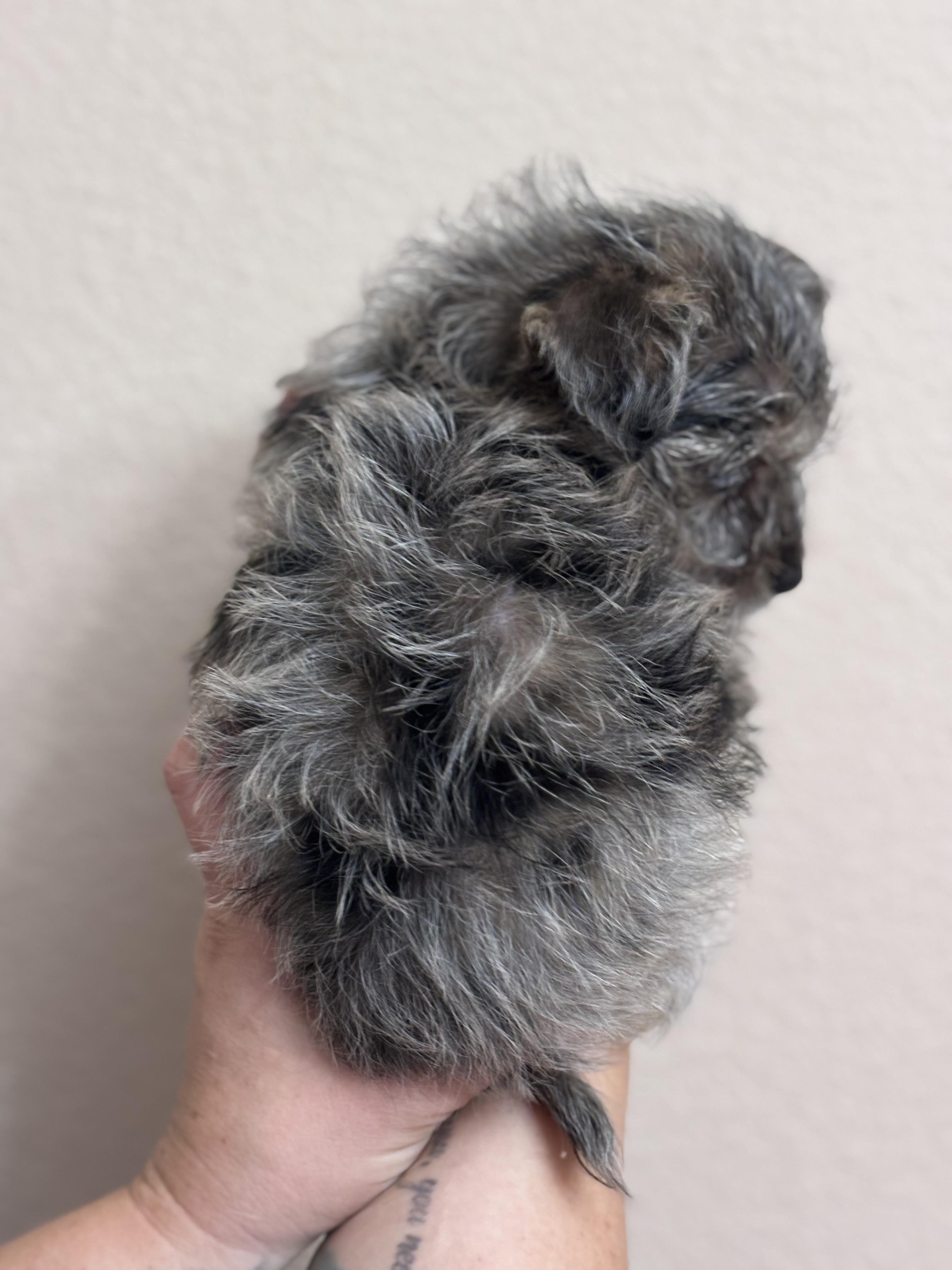 Enlarge Shortbread, an adopted mixed breed in Corona, CA image 2/4