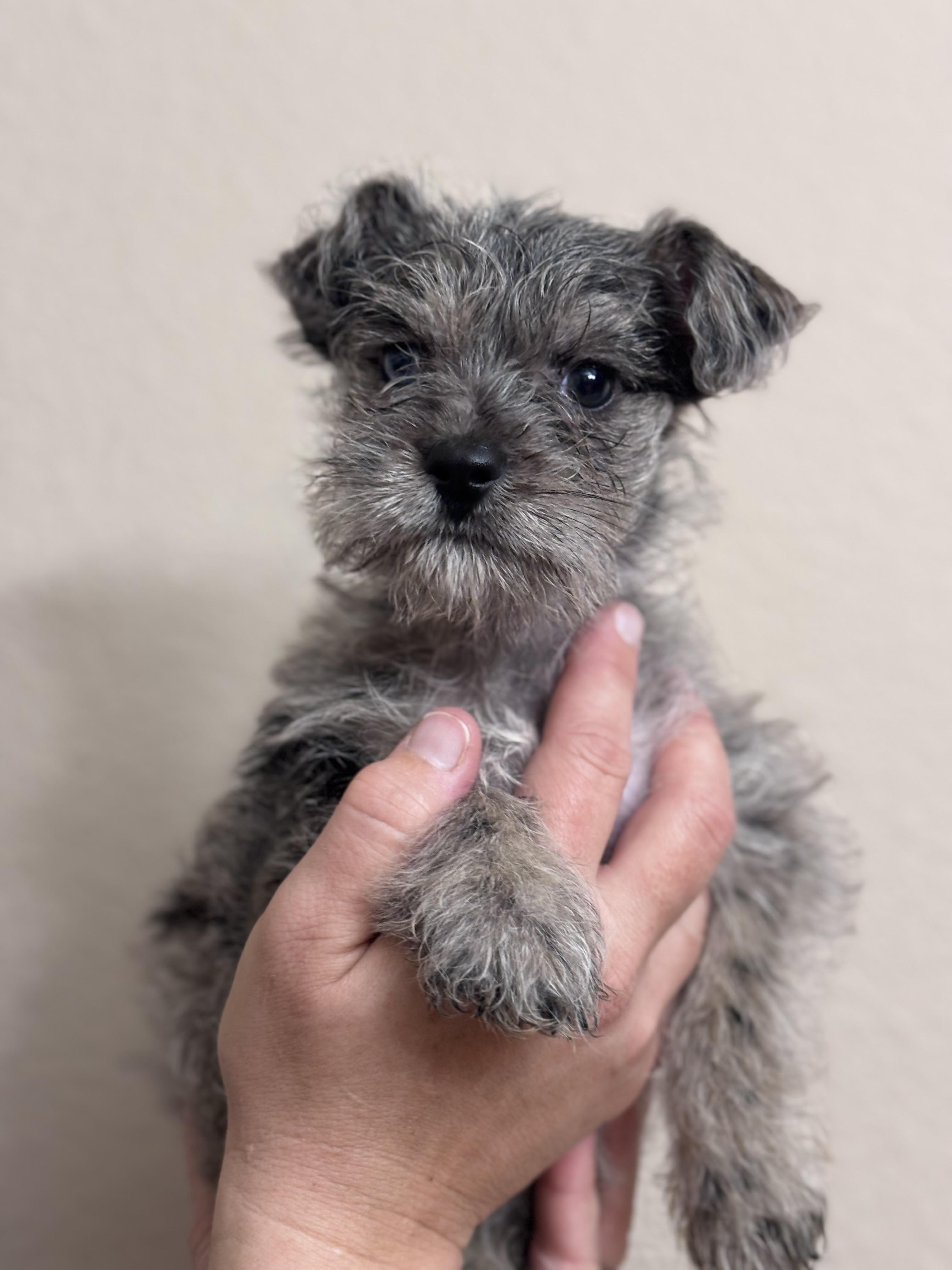 Enlarge Shortbread, an adopted mixed breed in Corona, CA image 3/4