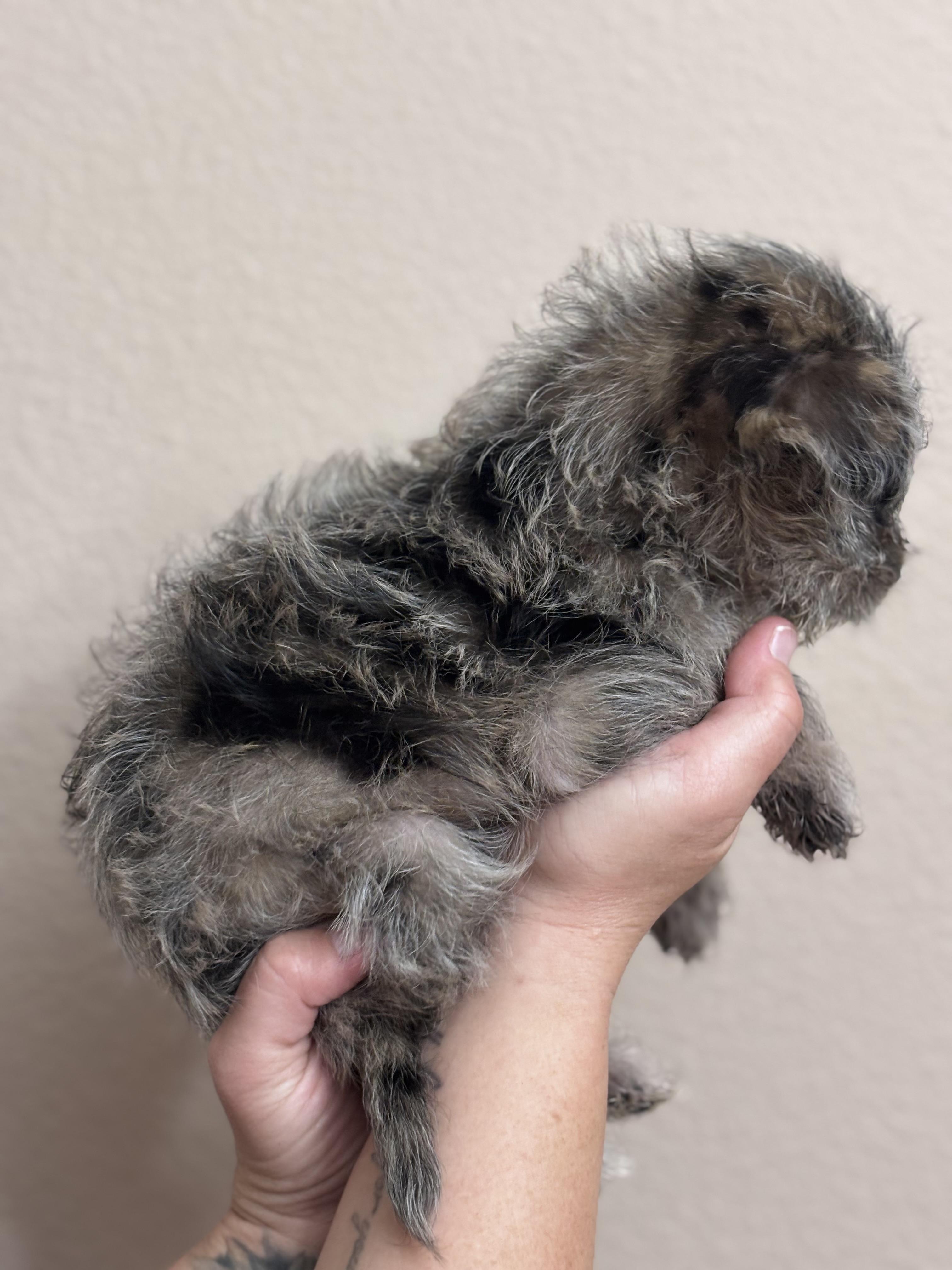 Enlarge Shortbread, an adopted mixed breed in Corona, CA image 4/4