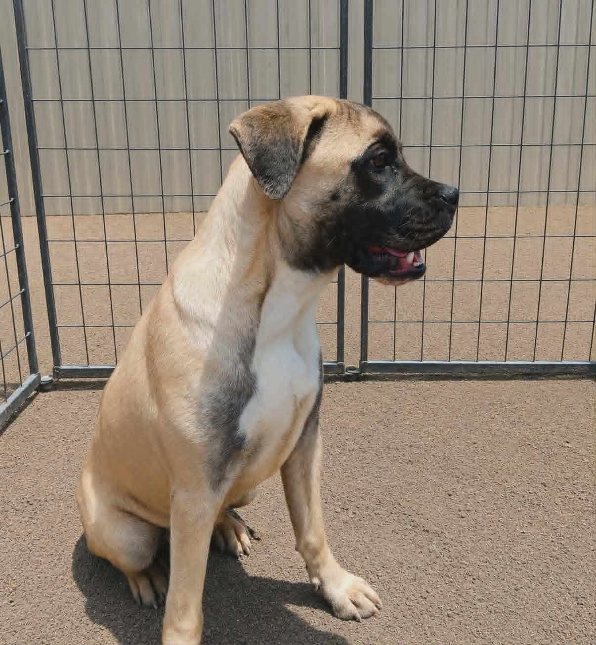Pluto, Adoptable, Puppy Female Boxer.