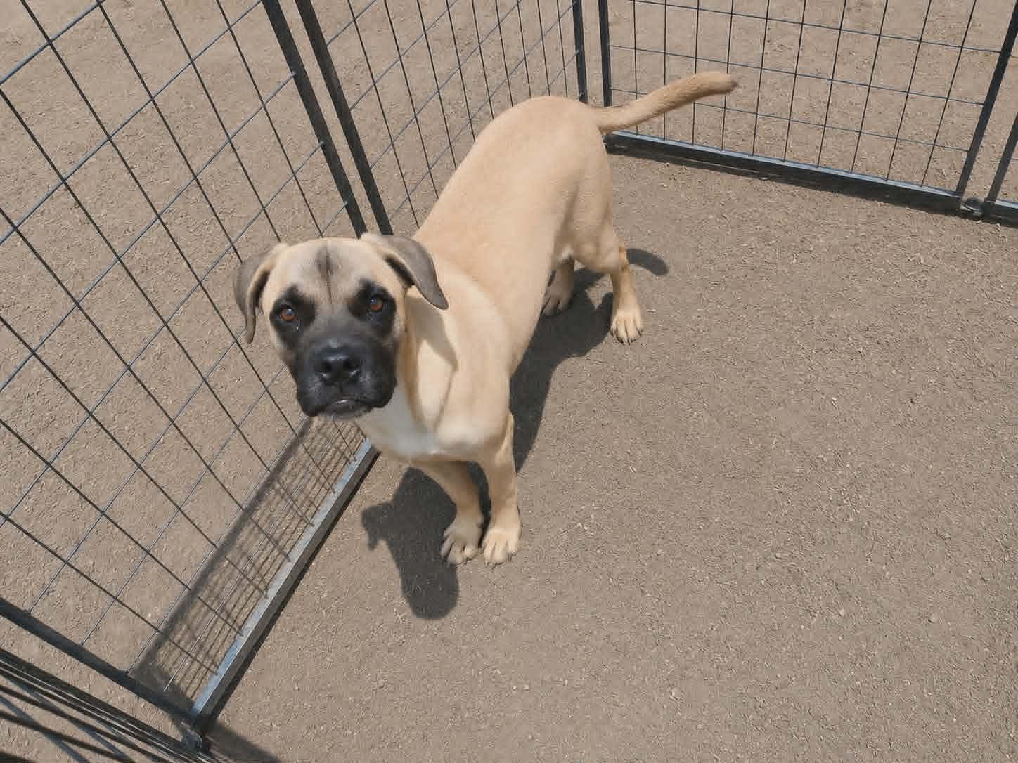 Pluto, a Adoptable Boxer in Minneapolis, MN image 2/3
