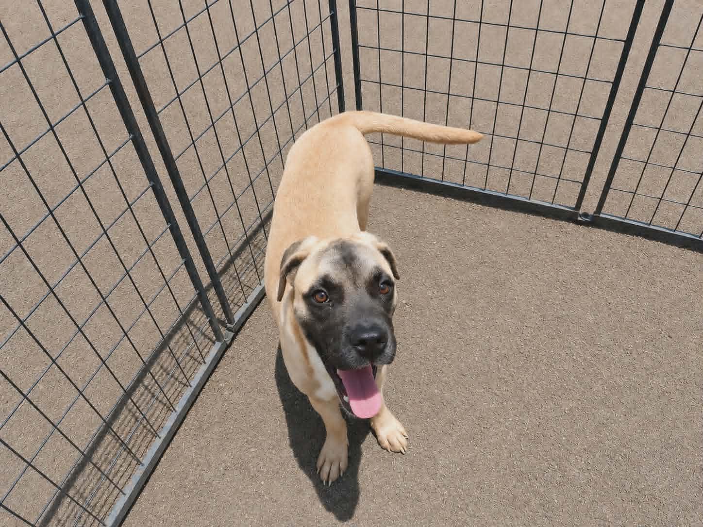 Pluto, a Adoptable Boxer in Minneapolis, MN image 3/3