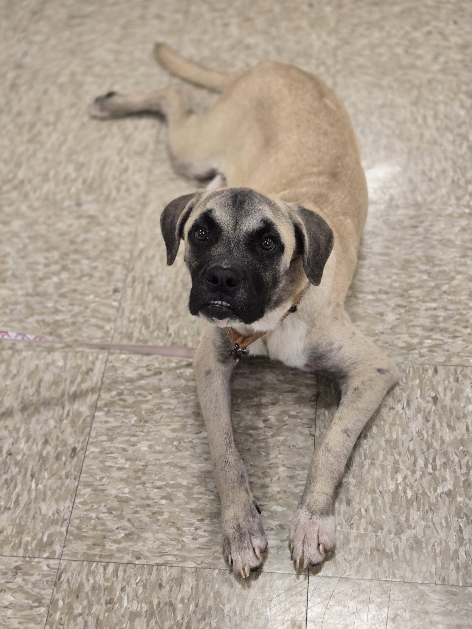 Pluto, Adoptable, Puppy Female Boxer.