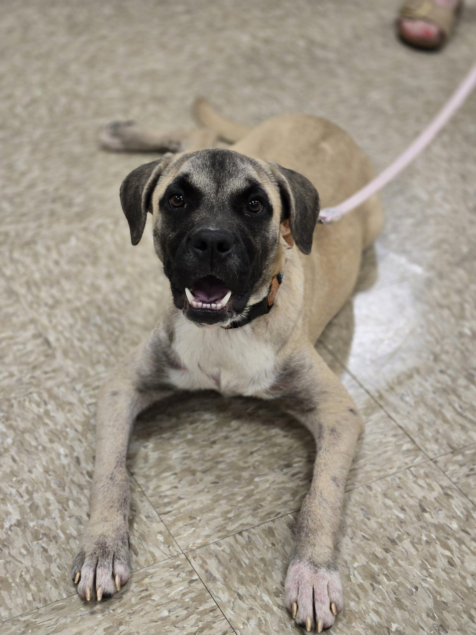 Pluto, a Adoptable Boxer in Minneapolis, MN image 3/3