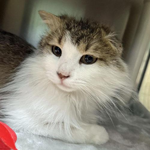 Enlarge Pickles, a Adoptable Domestic Long Hair in Amery, WI image 1/2