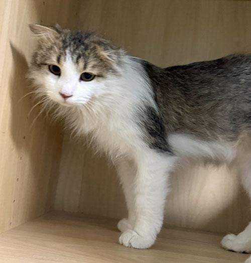 Enlarge Pickles, a Adoptable Domestic Long Hair in Amery, WI image 2/2
