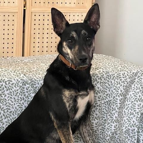 Enlarge Yandy, a ADOPTABLE mixed breed in Jenkintown, PA image 4/4