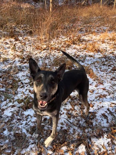 Enlarge Yandy, a ADOPTABLE mixed breed in Jenkintown, PA image 1/4