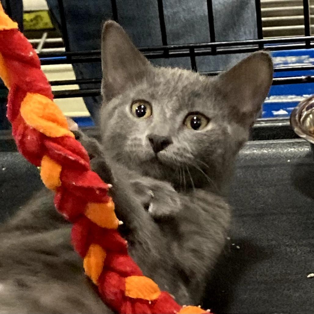 Enlarge Riley, a Adoptable Domestic Short Hair in Springfield, IL image 1/1