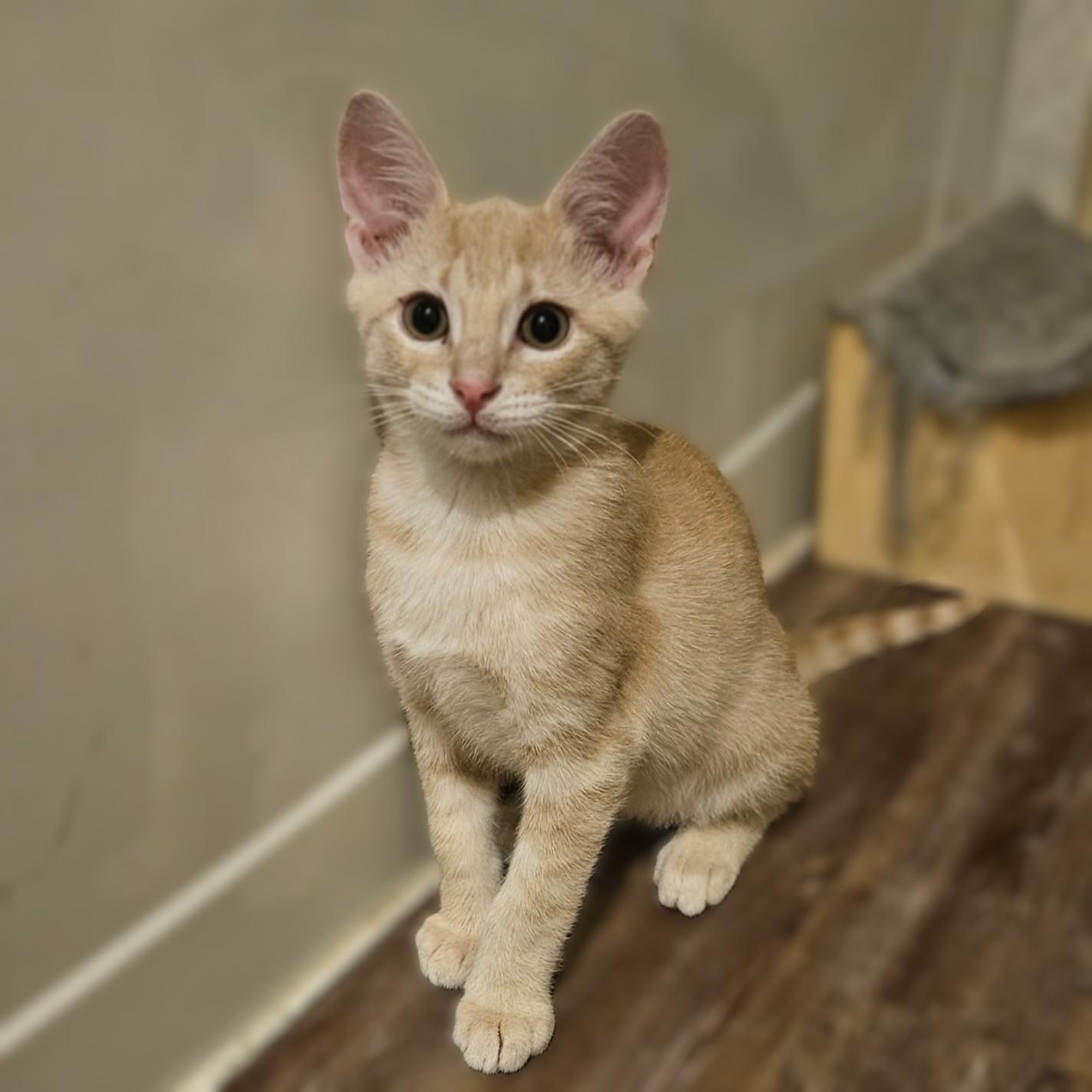 Enlarge Romeow, a Adoptable Tabby in Allen, TX image 3/6