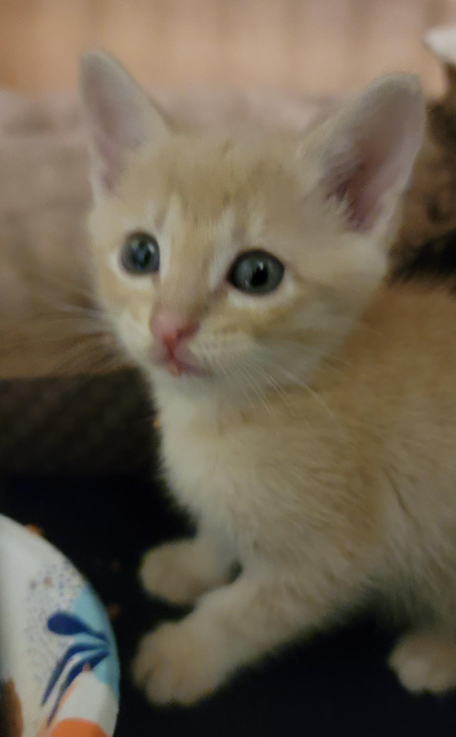 Enlarge Romeow, a Adoptable Tabby in Allen, TX image 4/6