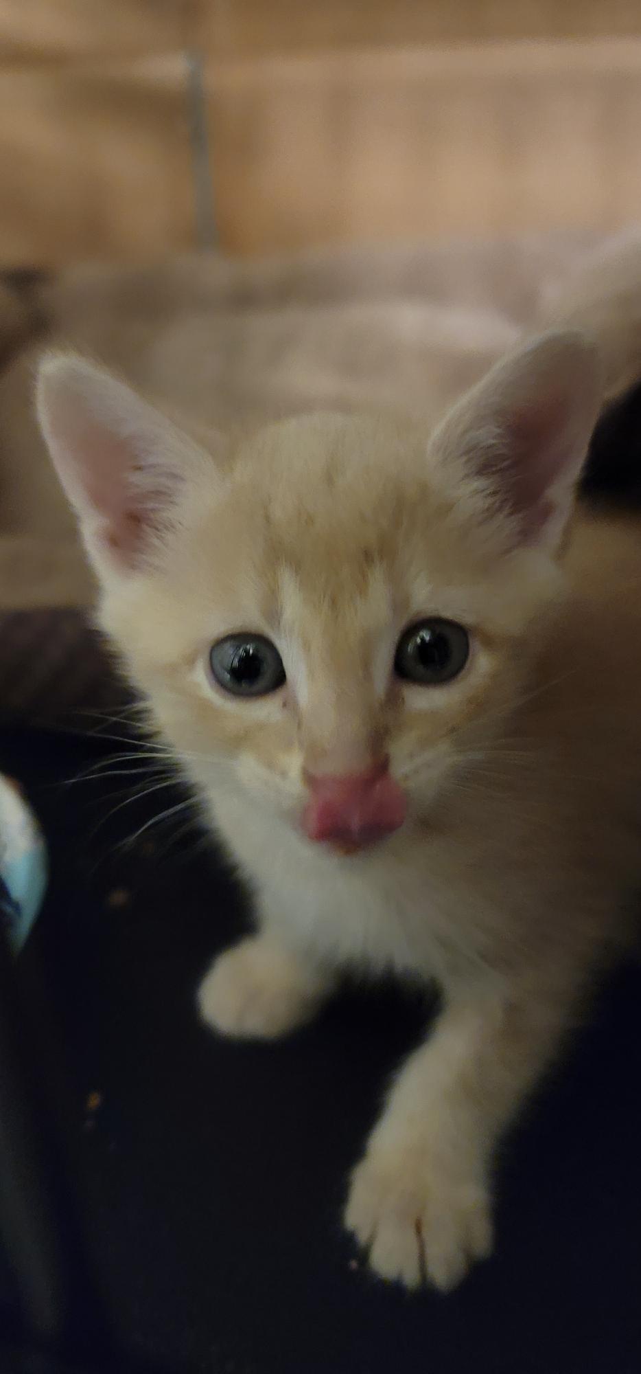Enlarge Romeow, a Adoptable Tabby in Allen, TX image 5/6