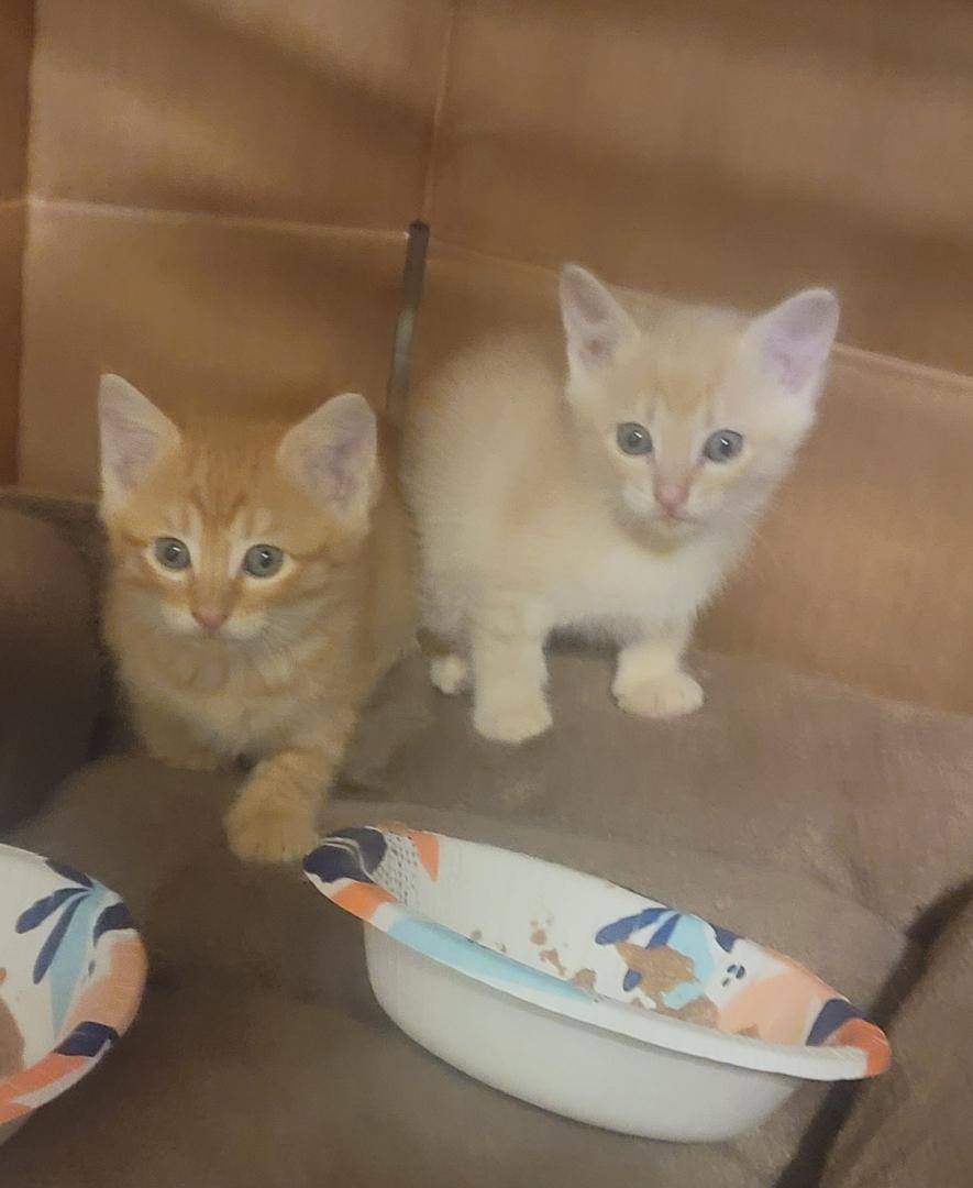 Enlarge Romeow, a Adoptable Tabby in Allen, TX image 2/6