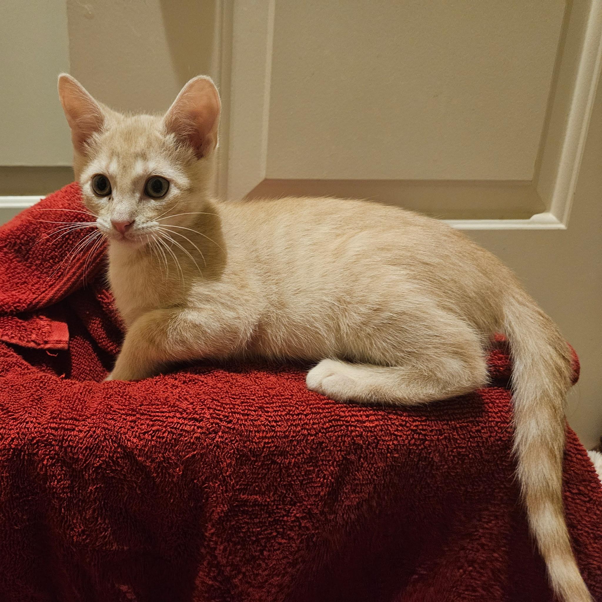 Enlarge Romeow, a Adoptable Tabby in Allen, TX image 1/6