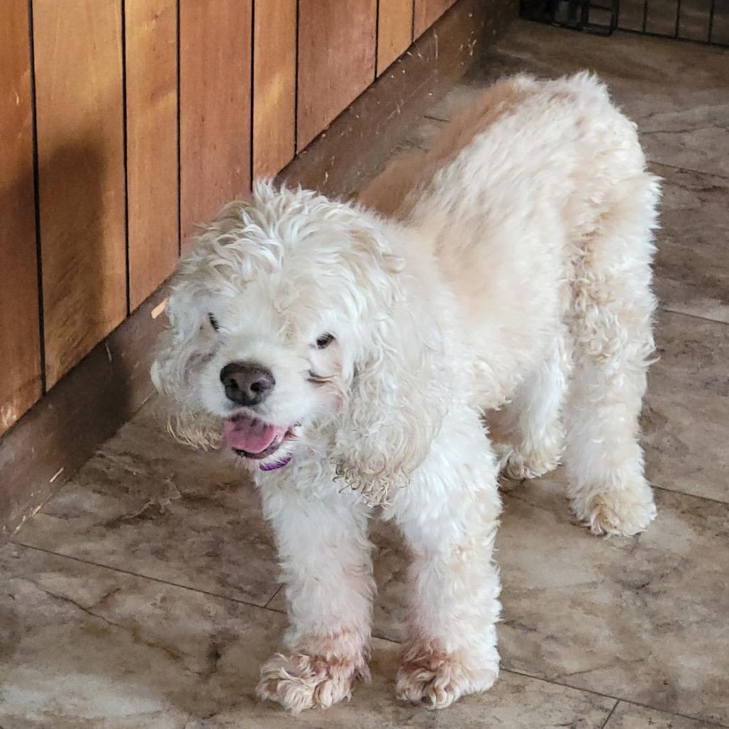 Enlarge Beacon, a Adoptable Cocker Spaniel in Tunkhannock, PA image 1/3