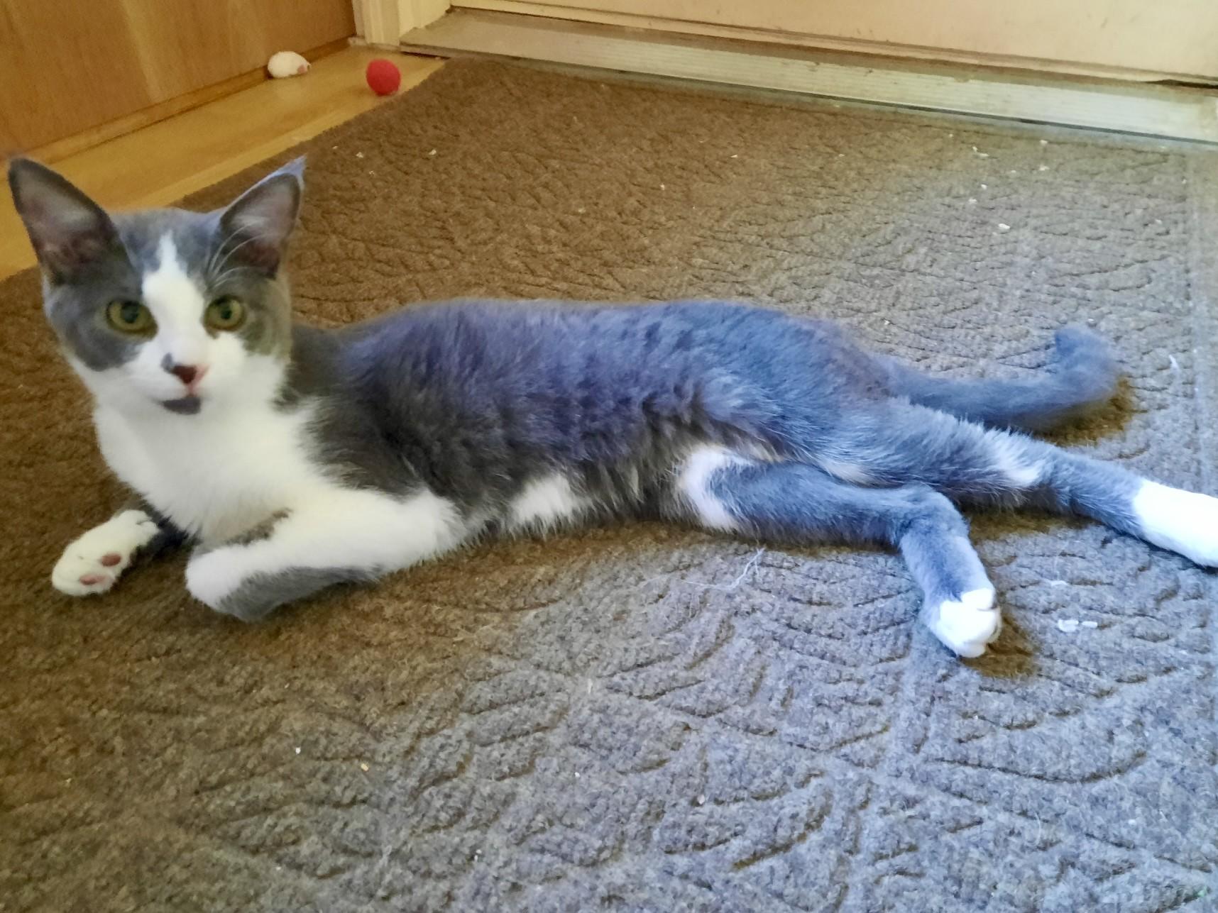 Enlarge Lumpkin, a Adoptable Domestic Short Hair in Louisville, KY image 1/1