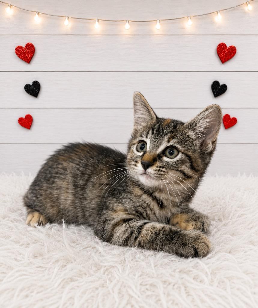 Coral, a Adoptable mixed breed in Corpus Christi, TX image 3/3