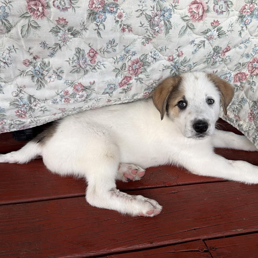 Enlarge Loki, a Adoptable Great Pyrenees in Columbus, OH image 3/5