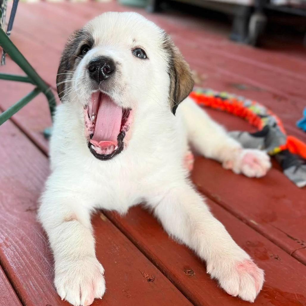 Enlarge Loki, a Adoptable Great Pyrenees in Columbus, OH image 4/5
