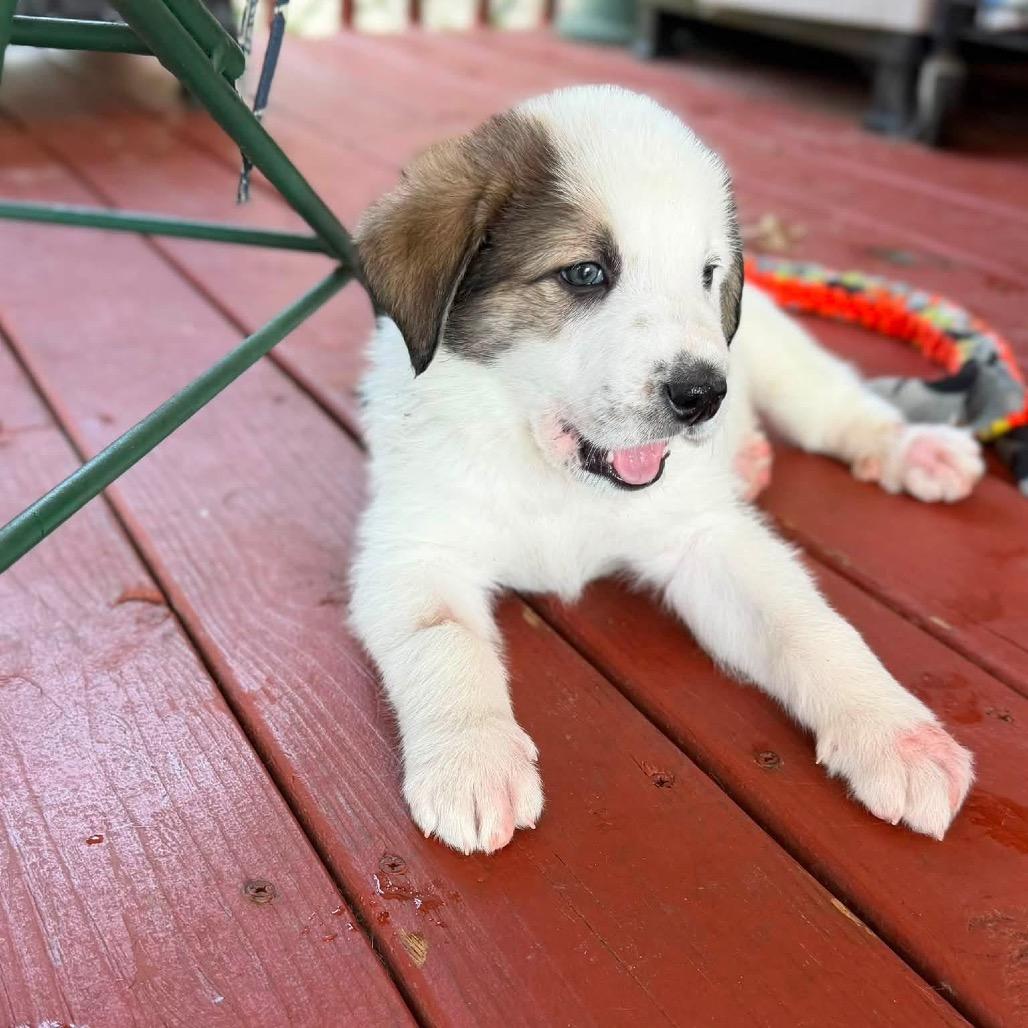 Enlarge Loki, a Adoptable Great Pyrenees in Columbus, OH image 5/5