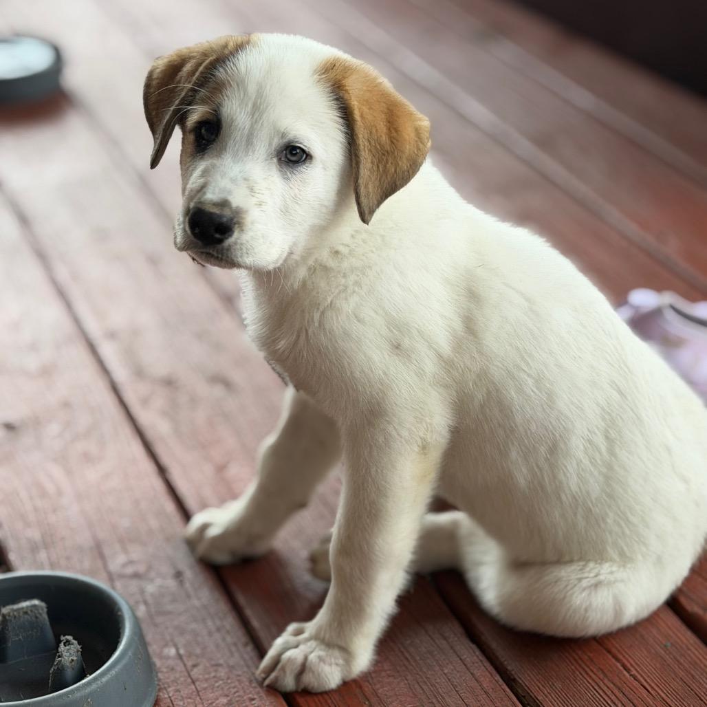 Loki, Adoptable, Puppy Male Great Pyrenees.