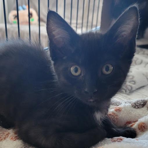 Smore, a Adoptable Domestic Short Hair in Grand Island, NE image 1/4