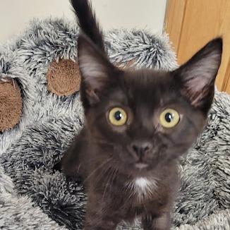 Smore, a Adoptable Domestic Short Hair in Grand Island, NE image 2/4