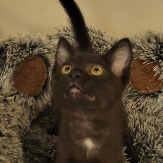 Smore, a Adoptable Domestic Short Hair in Grand Island, NE image 3/4