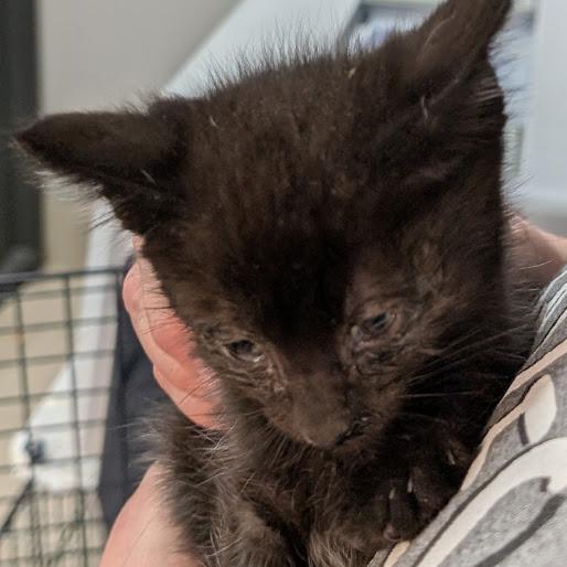 Smore, a Adoptable Domestic Short Hair in Grand Island, NE image 4/4
