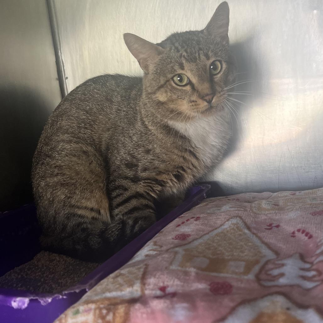 Rocco, Adoptable, Young Male American Shorthair.
