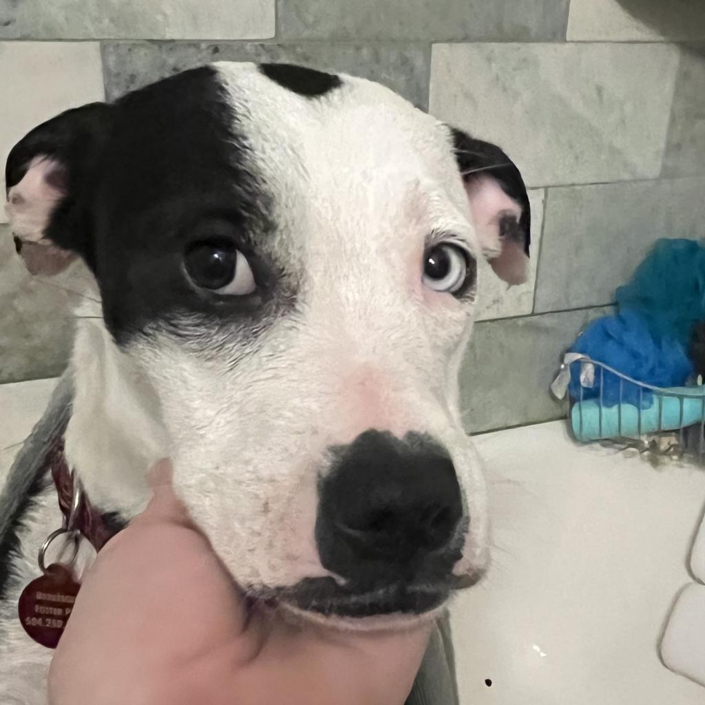 Enlarge Vivian Leigh, a Adoptable mixed breed in Waggaman, LA image 1/1