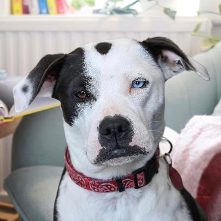 Enlarge Vivian Leigh, a Adoptable mixed breed in Waggaman, LA image 2/2