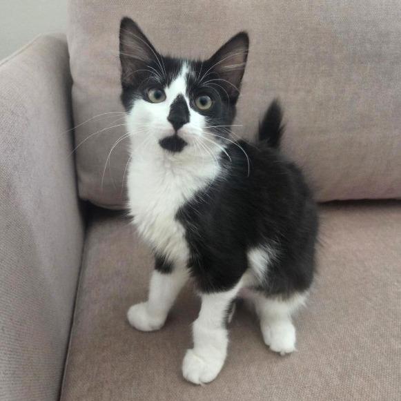 Juice, Adoptable, Kitten Female Domestic Long Hair.