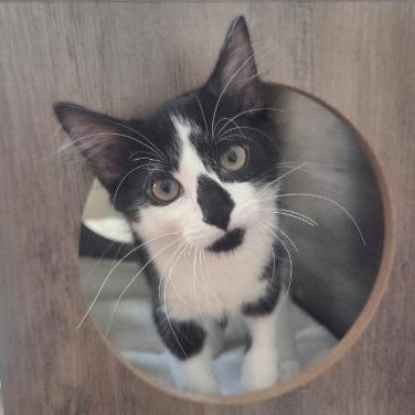 Enlarge Juice, a Adoptable Domestic Long Hair in Monroe, OH image 2/6