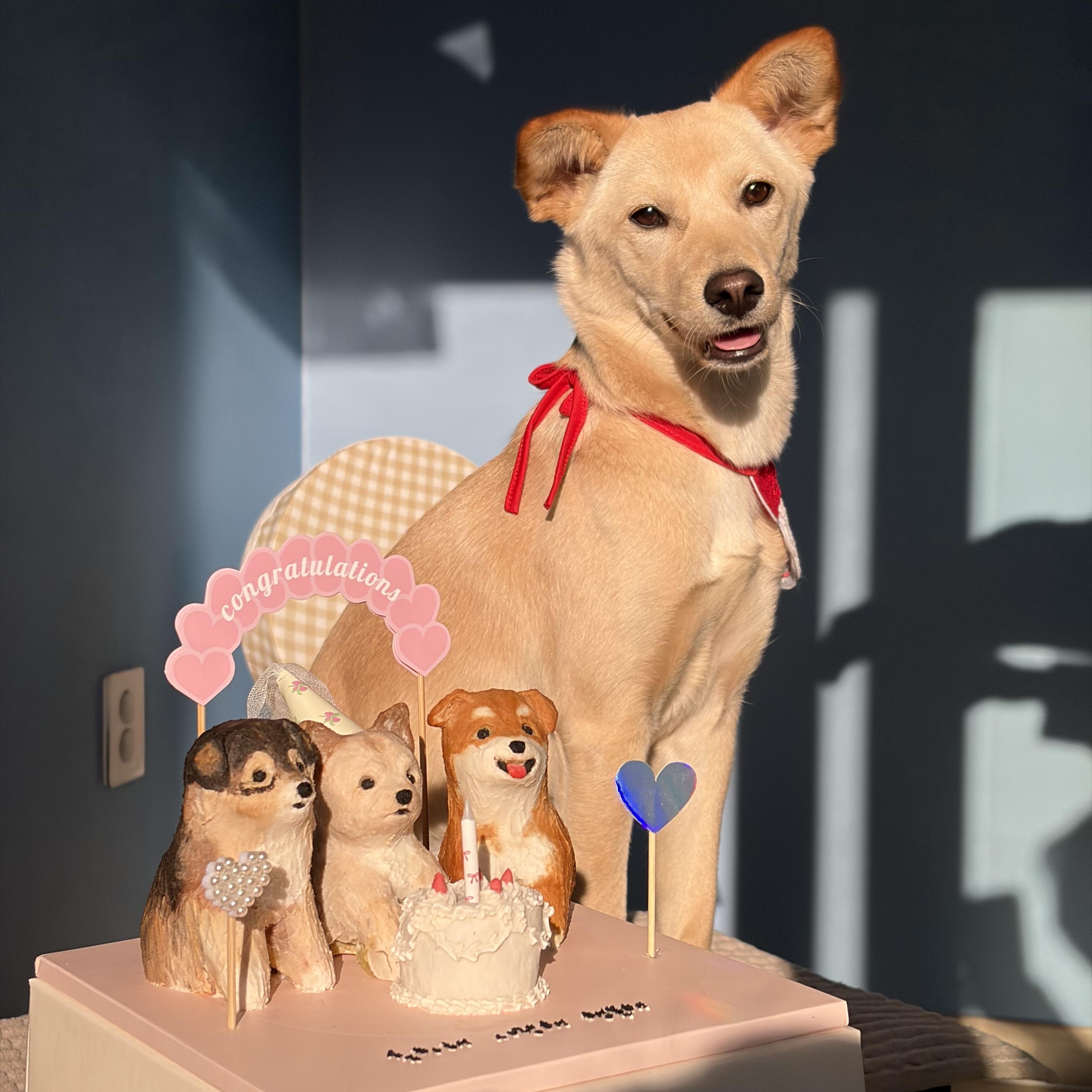Hazel, Adoptable, Young Female Jindo & Carolina Dog.