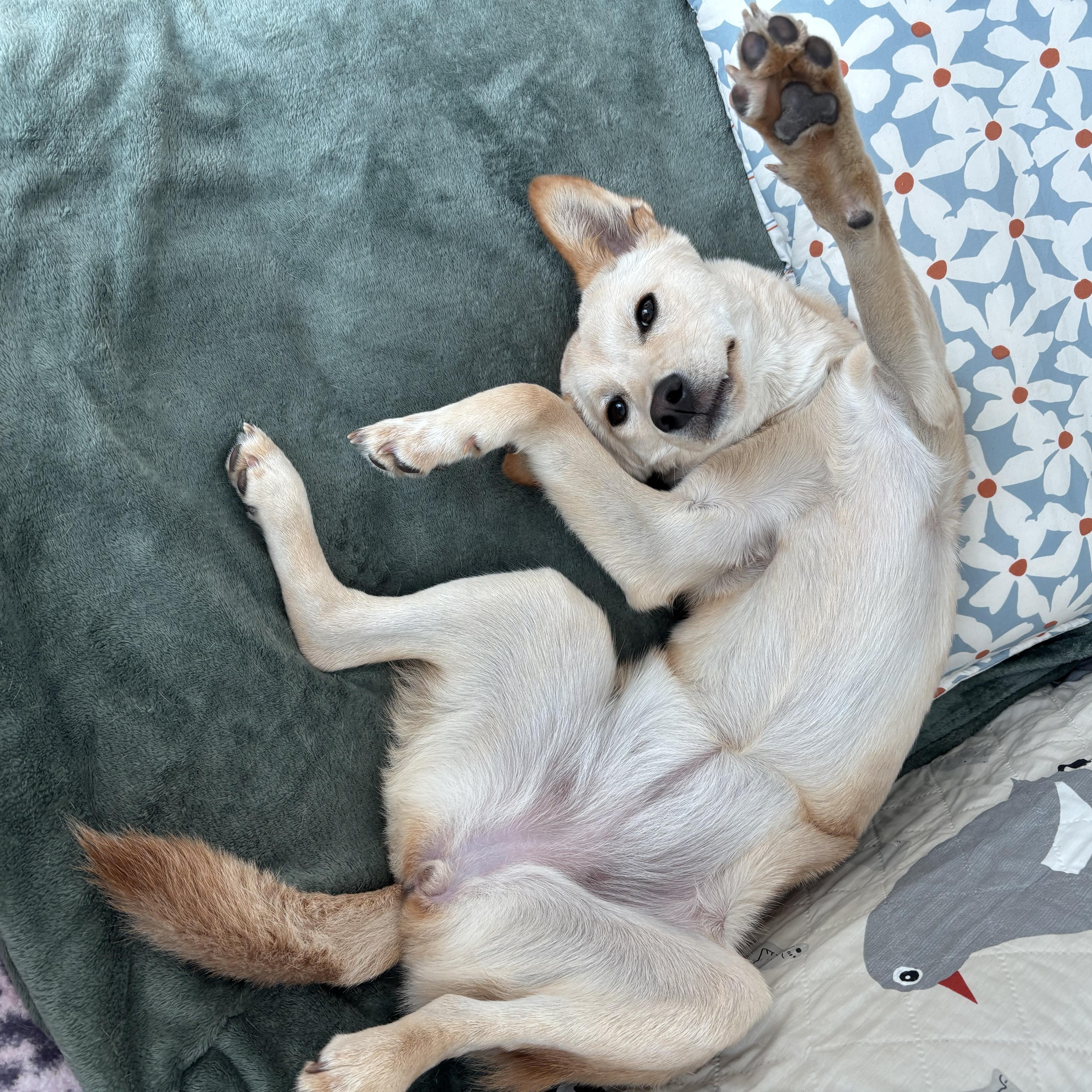 Enlarge Hazel, a Adoptable mixed breed in Montebello, CA image 5/6