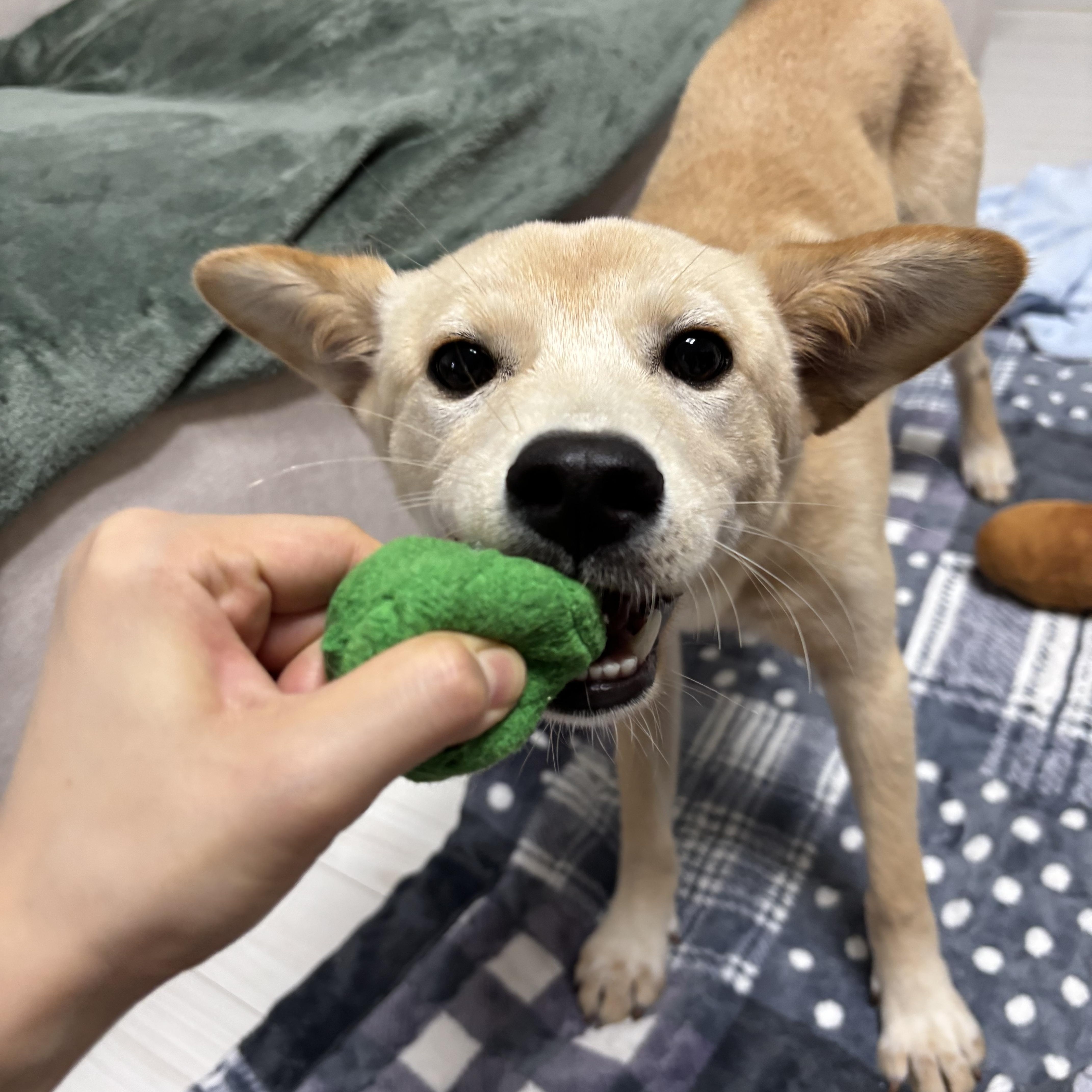 Enlarge Hazel, a Adoptable mixed breed in Montebello, CA image 2/6
