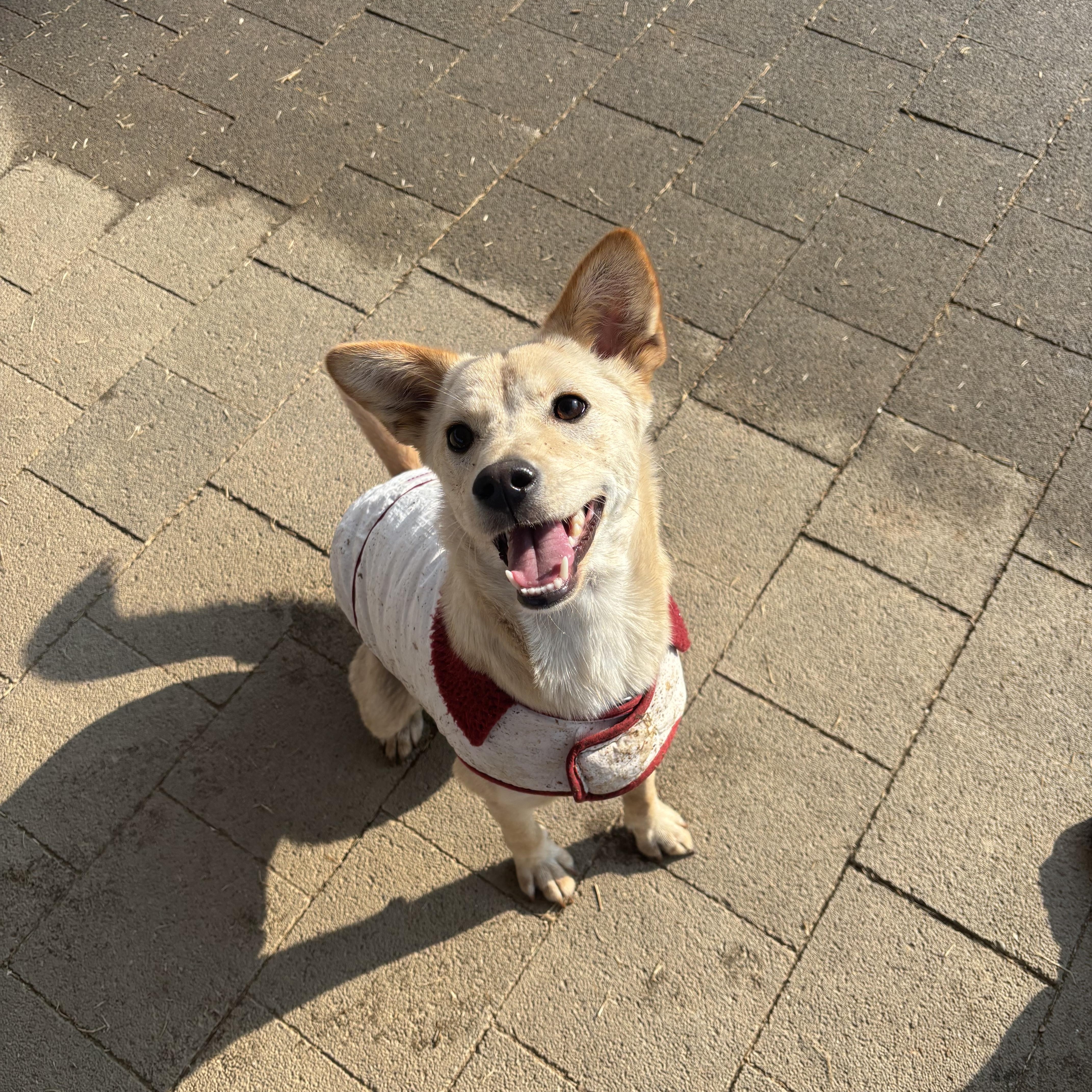 Enlarge Hazel, a Adoptable mixed breed in Montebello, CA image 3/6