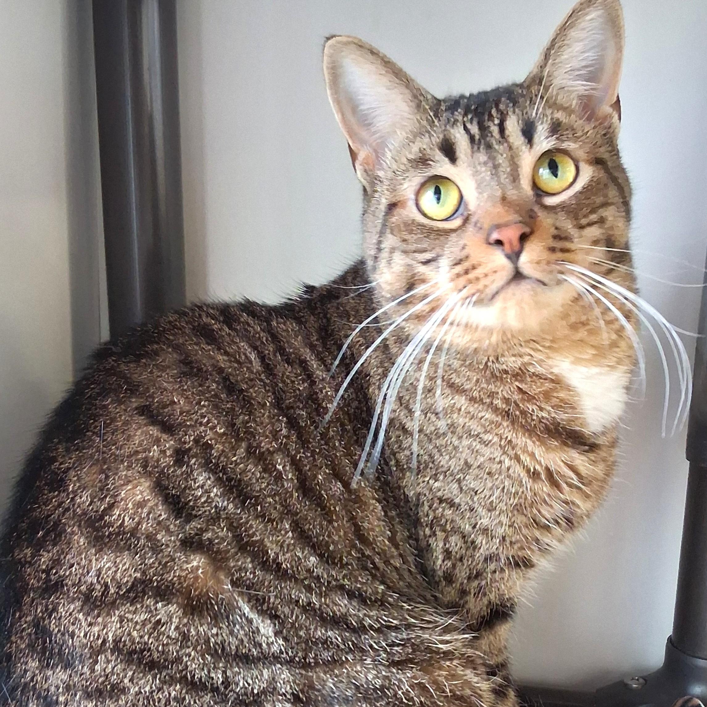 Enlarge Sprout, a Adoptable Domestic Short Hair in Belmont, NY image 5/6