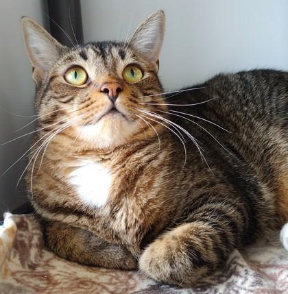 Enlarge Sprout, a Adoptable Domestic Short Hair in Belmont, NY image 6/6