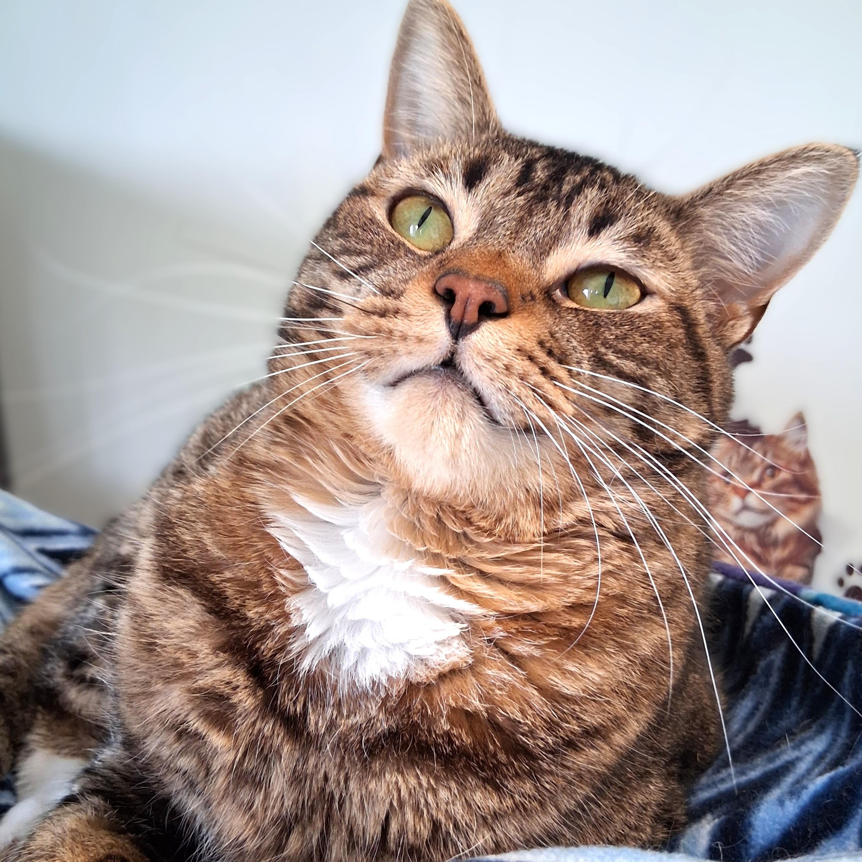Enlarge Sprout, a Adoptable Domestic Short Hair in Belmont, NY image 1/6
