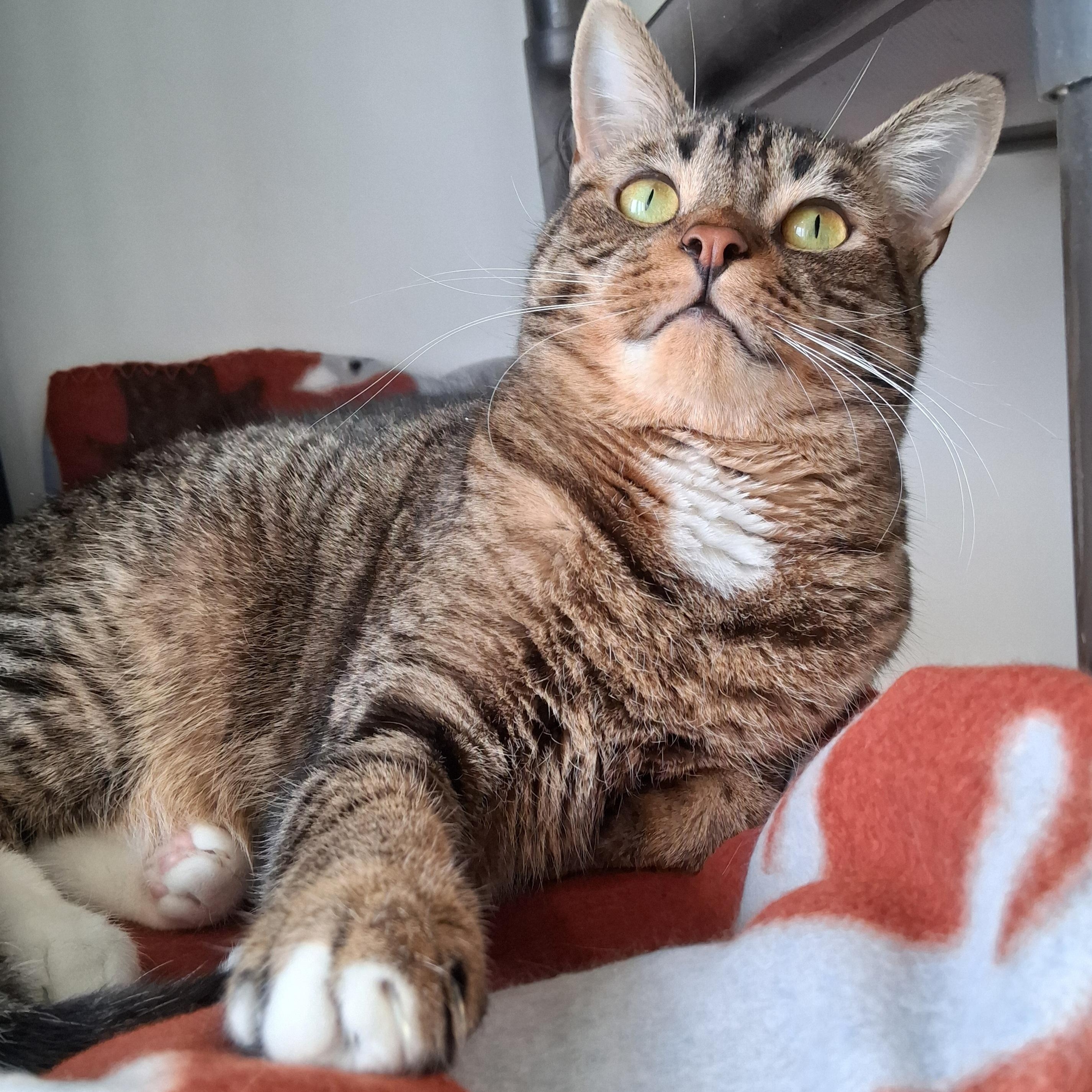 Enlarge Sprout, a Adoptable Domestic Short Hair in Belmont, NY image 3/6