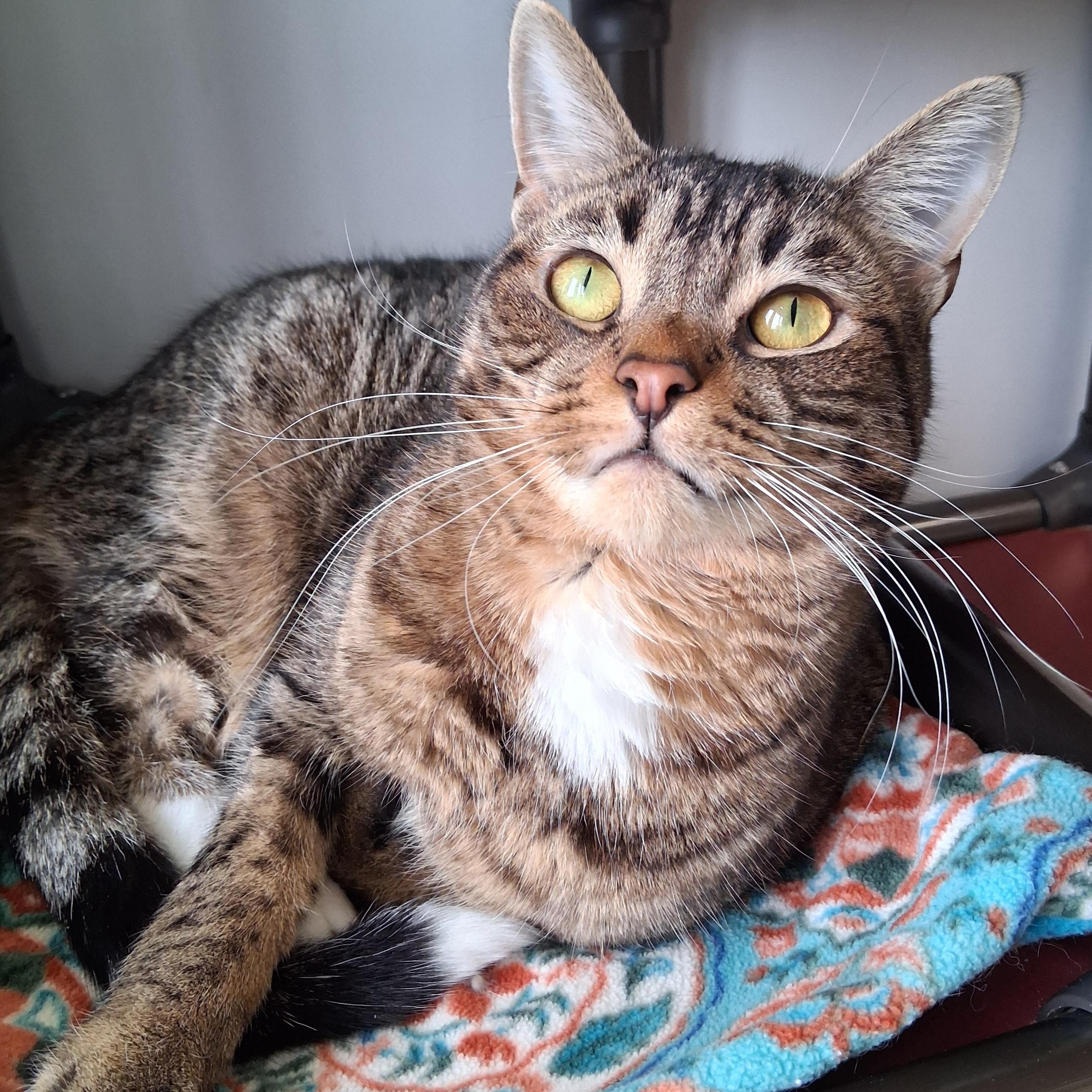 Sprout, Adoptable, Adult Male Domestic Short Hair.