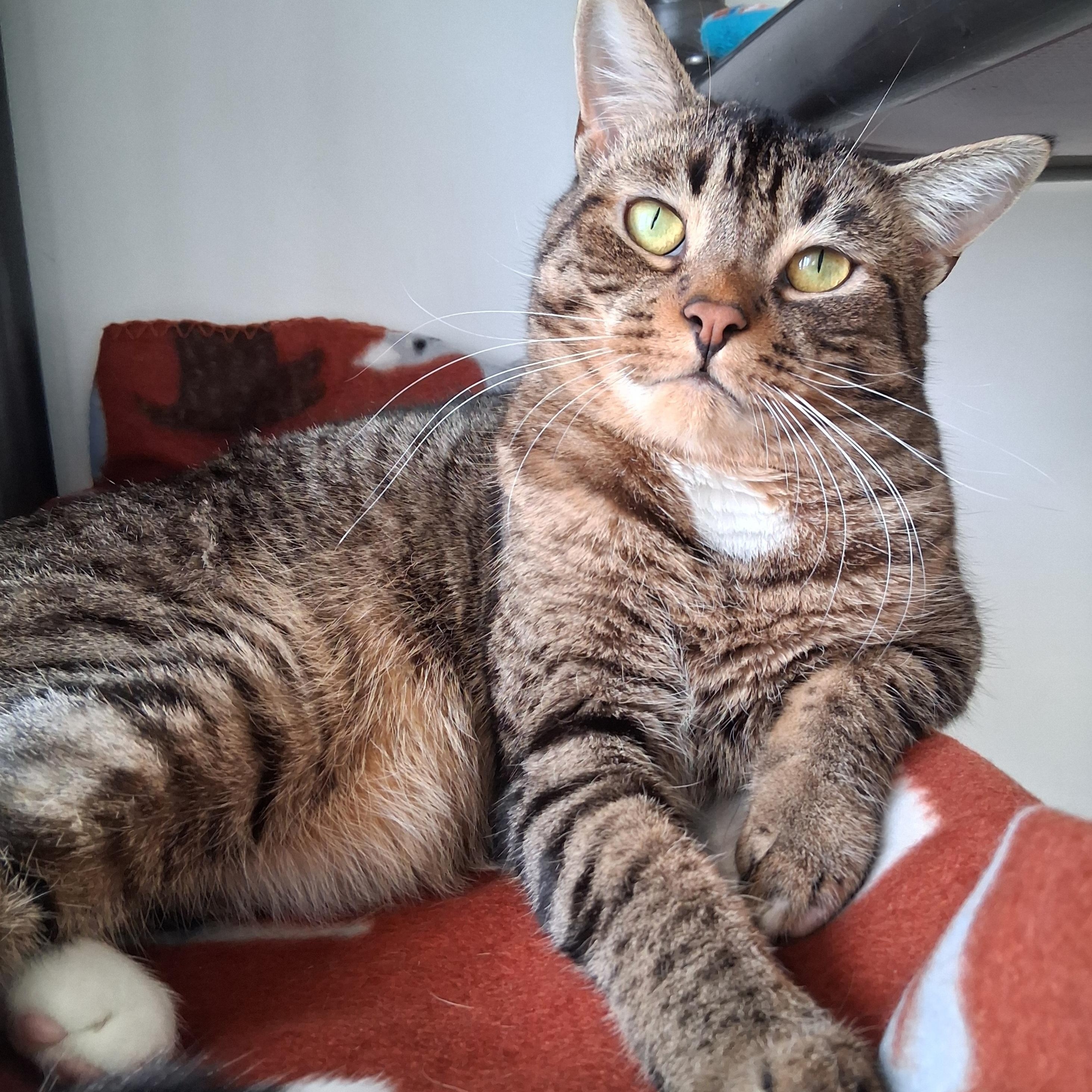 Enlarge Sprout, a Adoptable Domestic Short Hair in Belmont, NY image 2/6