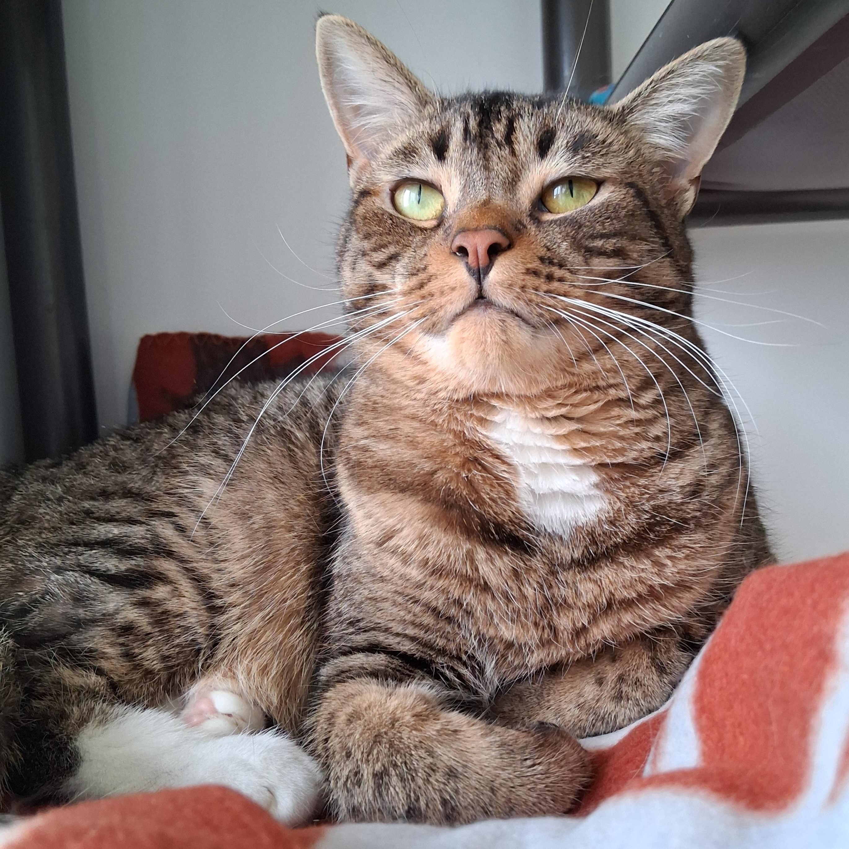 Enlarge Sprout, a Adoptable Domestic Short Hair in Belmont, NY image 4/6