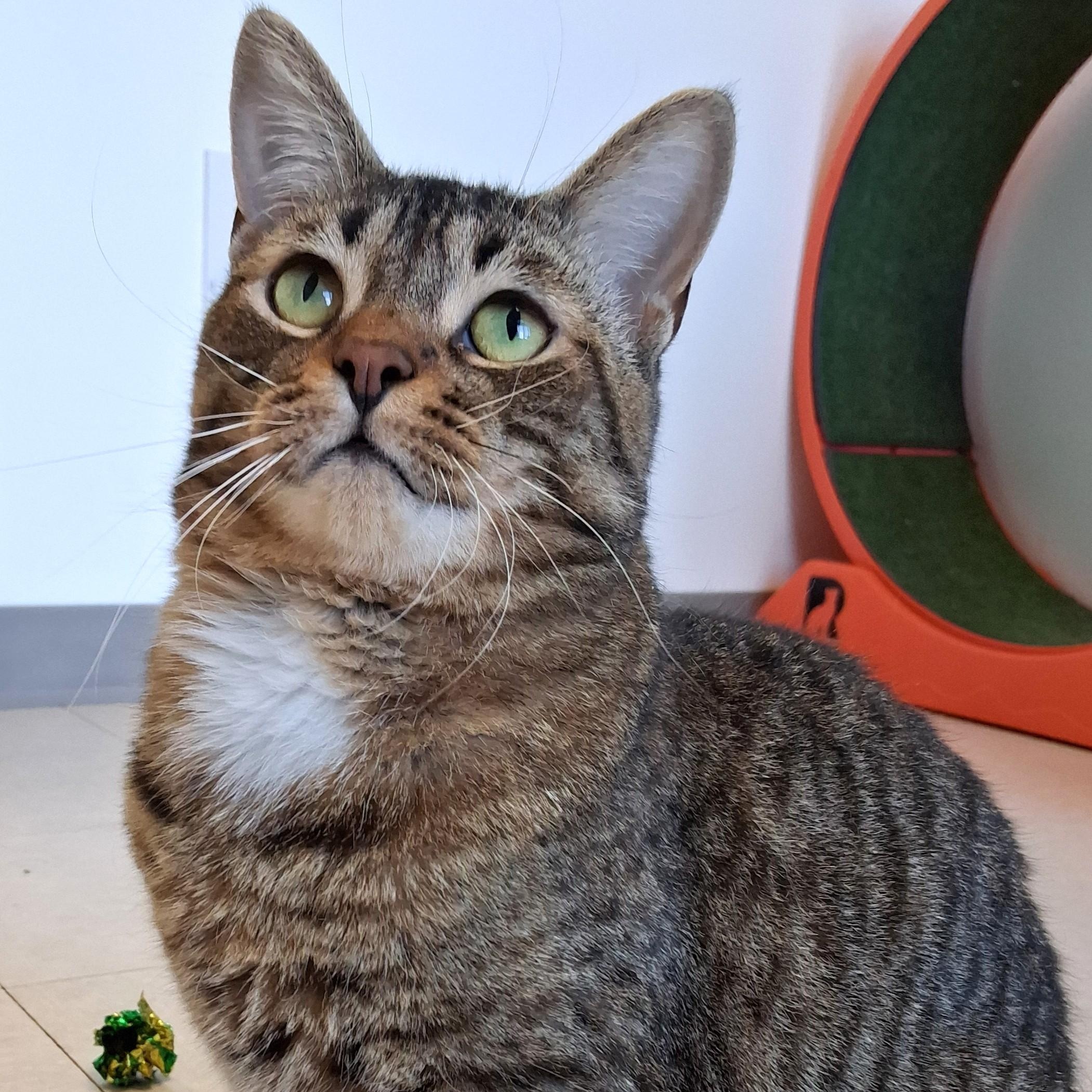 Sprout, Adoptable, Adult Male Domestic Short Hair.